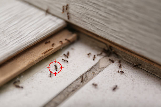 Best Affordable Pest Control Services  in , OK